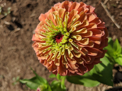 Bright Queen Lime Orange Zinnia flower with vibrant orange and lime-green petals, cultivated by Hudson Valley Seed Co.