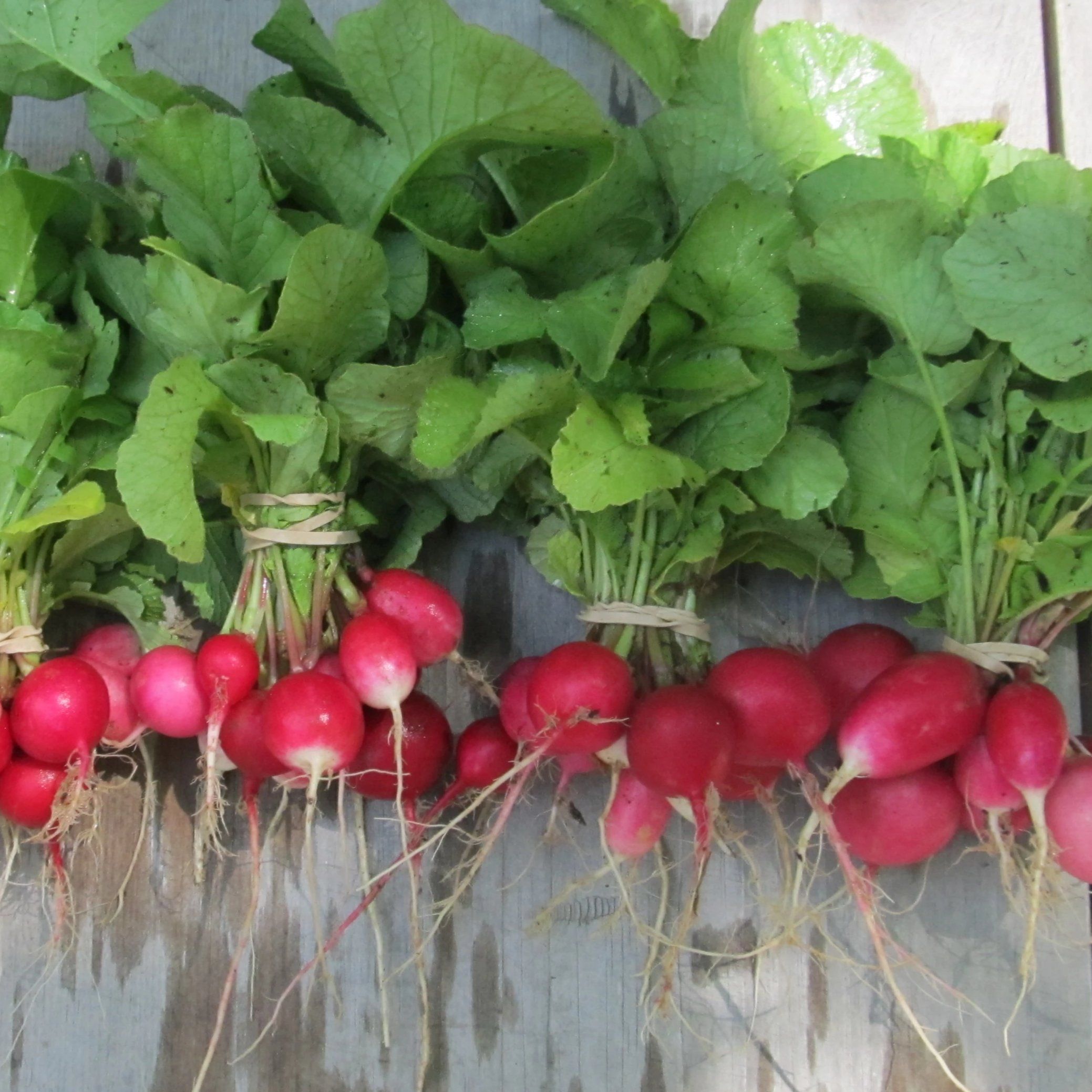 Colorful Radiant Radish Mix vegetables from Hudson Valley Seed Co., showcasing vibrant radishes with varied shapes and hues.