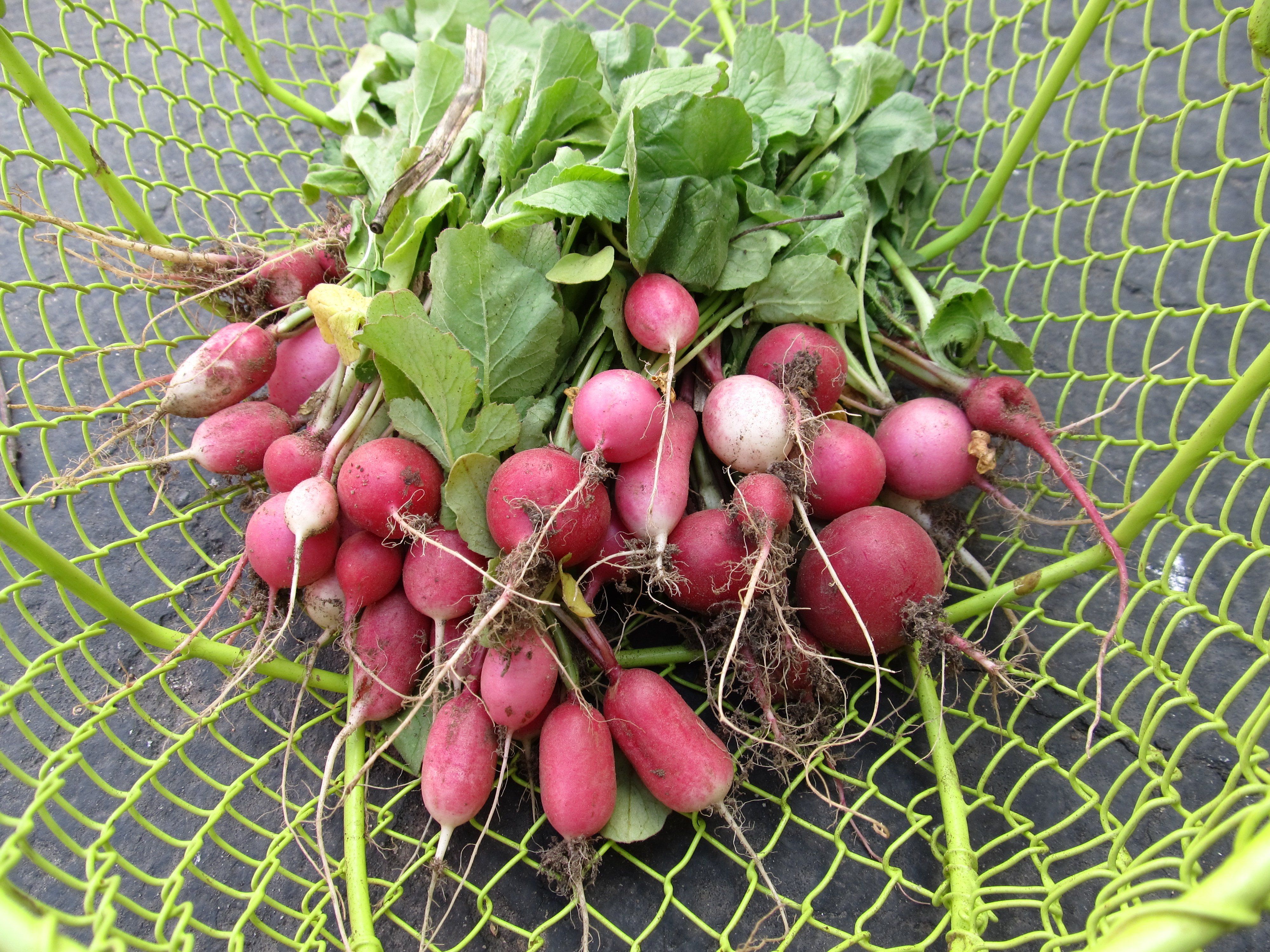 Colorful Radiant Radish Mix of fresh vegetables from Hudson Valley Seed Co. showcasing vibrant radishes and greens.