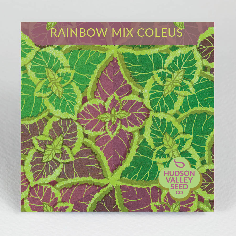 Colorful Rainbow Mix Coleus flowers from Hudson Valley Seed Co., showcasing vibrant, variegated foliage in a garden setting.