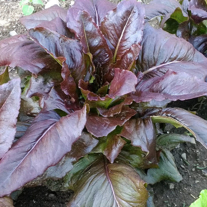 Fresh Really Red Deer Tongue Lettuce from Hudson Valley Seed Co., vibrant red-leaved vegetable with elongated, tongue-shaped leaves.