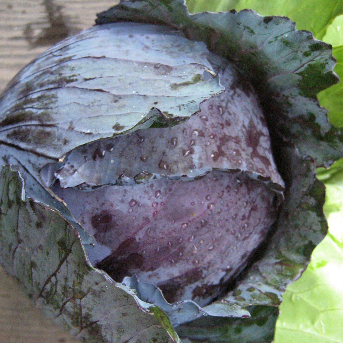 Fresh red acre cabbage from Hudson Valley Seed Co., showcasing vibrant, tightly packed leaves on a vegetable vendor stand.