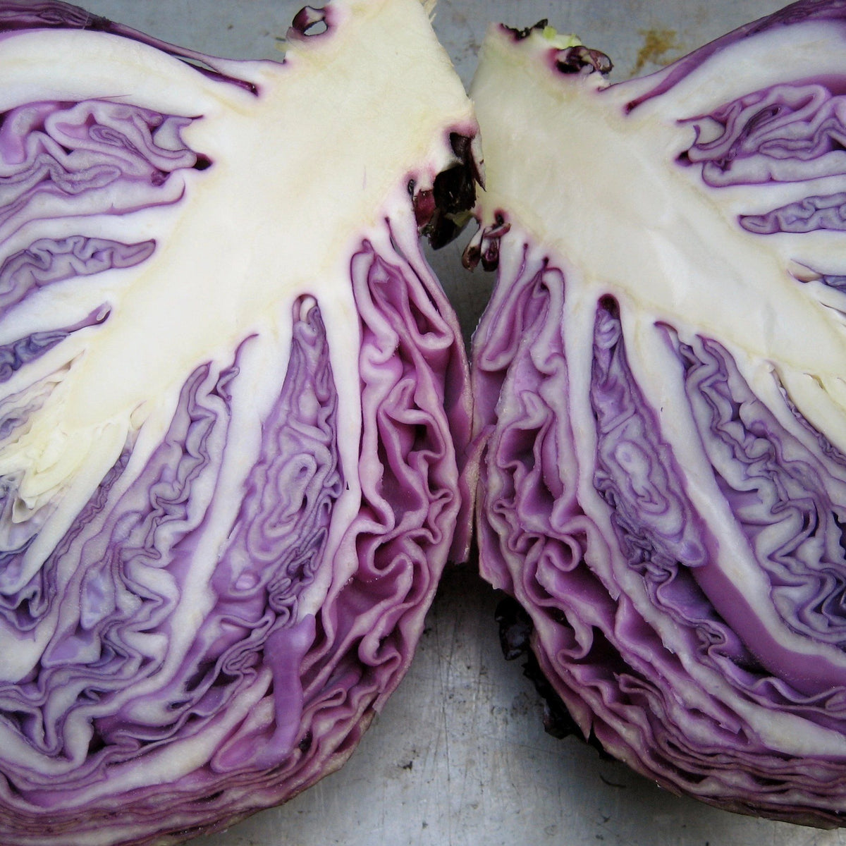 Fresh red acre cabbage from Hudson Valley Seed Co., vibrant and leafy, displayed on a vendor table.