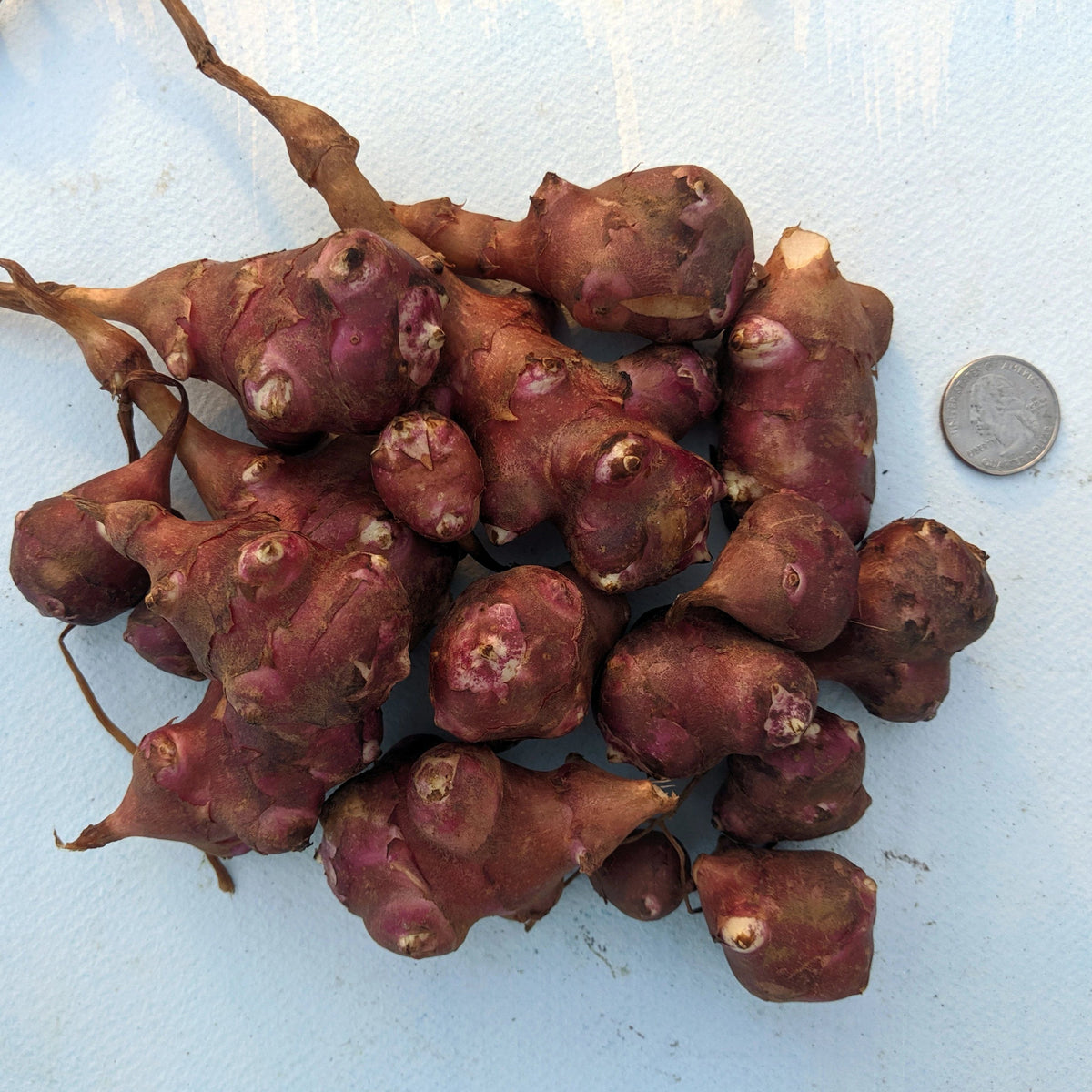 Red Fuseau Sunchoke vegetable from Hudson Valley Seed Co., showcasing its elongated, reddish-skinned tuber on a neutral background.