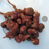 Red Fuseau Sunchoke vegetable from Hudson Valley Seed Co., showcasing its elongated, reddish-skinned tuber on a neutral background.
