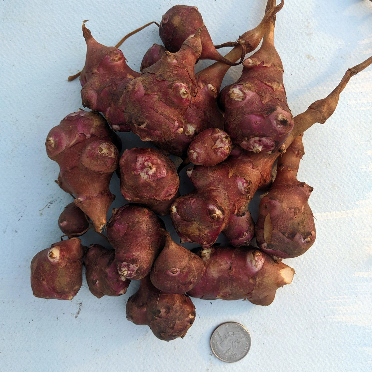 Red fuseau sunchoke vegetable from Hudson Valley Seed Co. displayed in a natural setting with fresh, vibrant tubers.