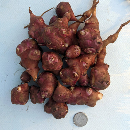 Red fuseau sunchoke vegetable from Hudson Valley Seed Co. displayed in a natural setting with fresh, vibrant tubers.