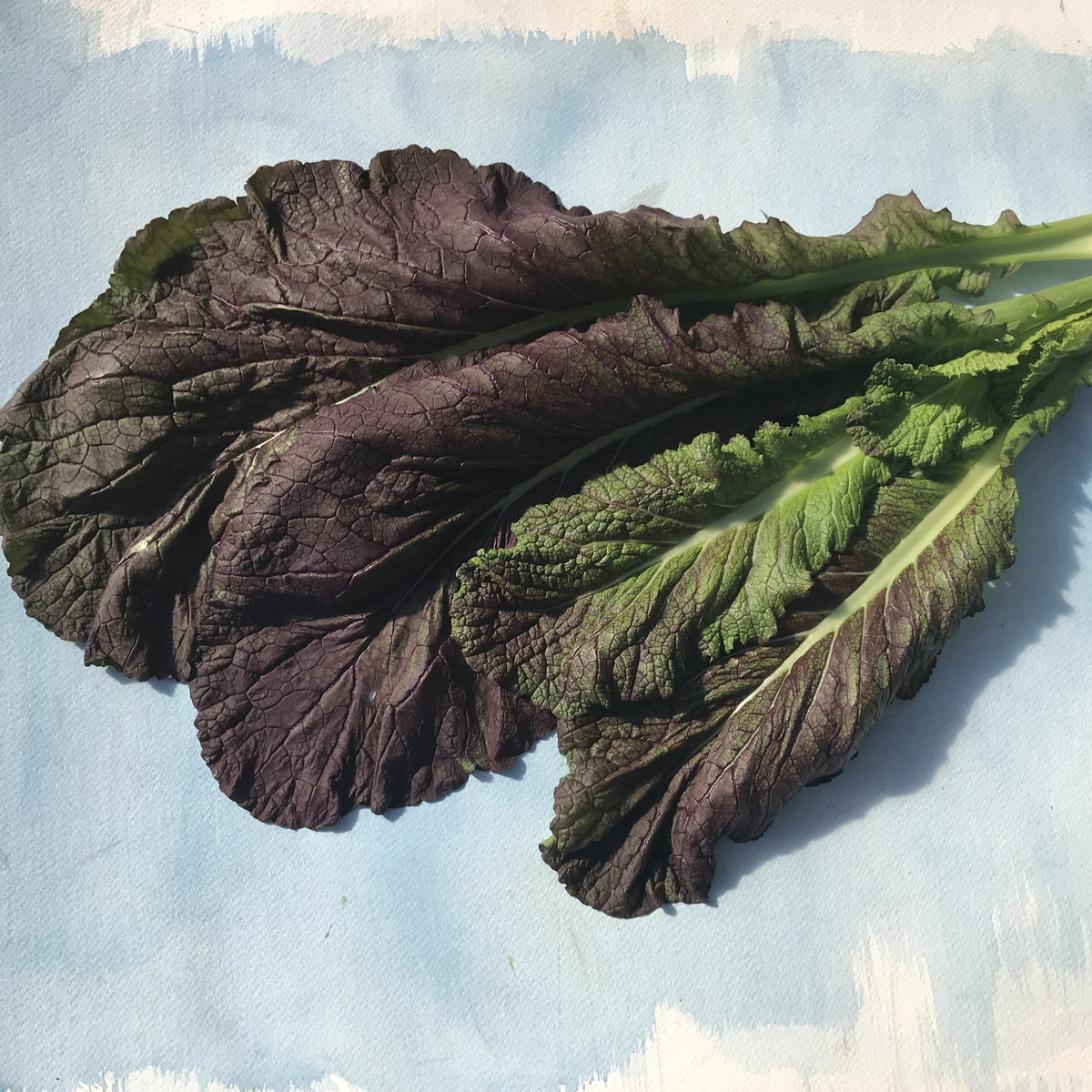Fresh Red Giant Mustard vegetable from Hudson Valley Seed Co., showcasing vibrant red leaves and leafy greens.