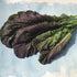 Fresh Red Giant Mustard vegetable from Hudson Valley Seed Co., showcasing vibrant red leaves and leafy greens.