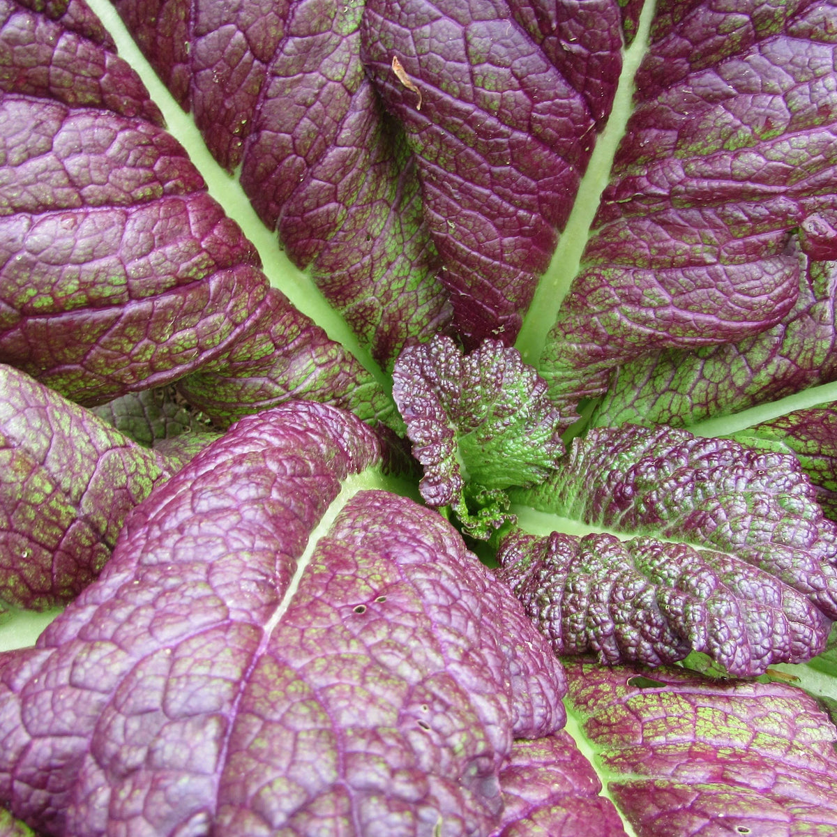 Fresh Red Giant Mustard vegetable from Hudson Valley Seed Co., showcasing vibrant red leaves and lush green stems.