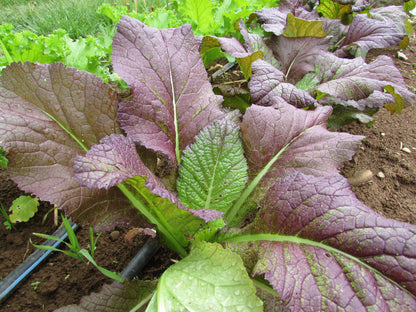 Fresh Red Giant Mustard vegetable from Hudson Valley Seed Co., showcasing vibrant red and green leafy mustard leaves.