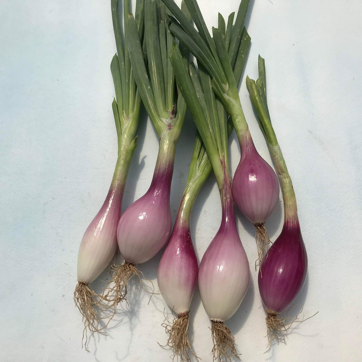 Red Long Tropea onion from Hudson Valley Seed Co. showcasing its elongated, vibrant red vegetable appearance.