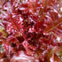 Fresh red salad bowl lettuce from Hudson Valley Seed Co., vibrant leafy vegetable perfect for salads and healthy dishes.