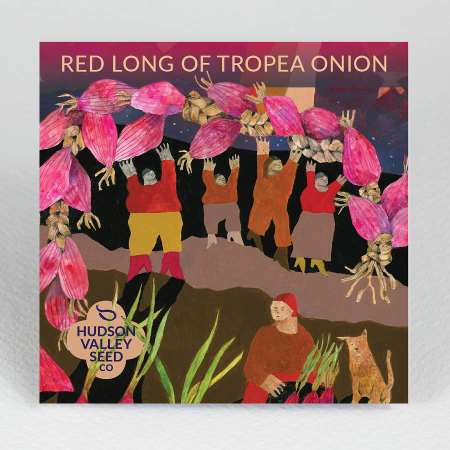 Red Long of Tropea onion from Hudson Valley Seed Co., fresh, vibrant red vegetable with elongated shape and thin skin.