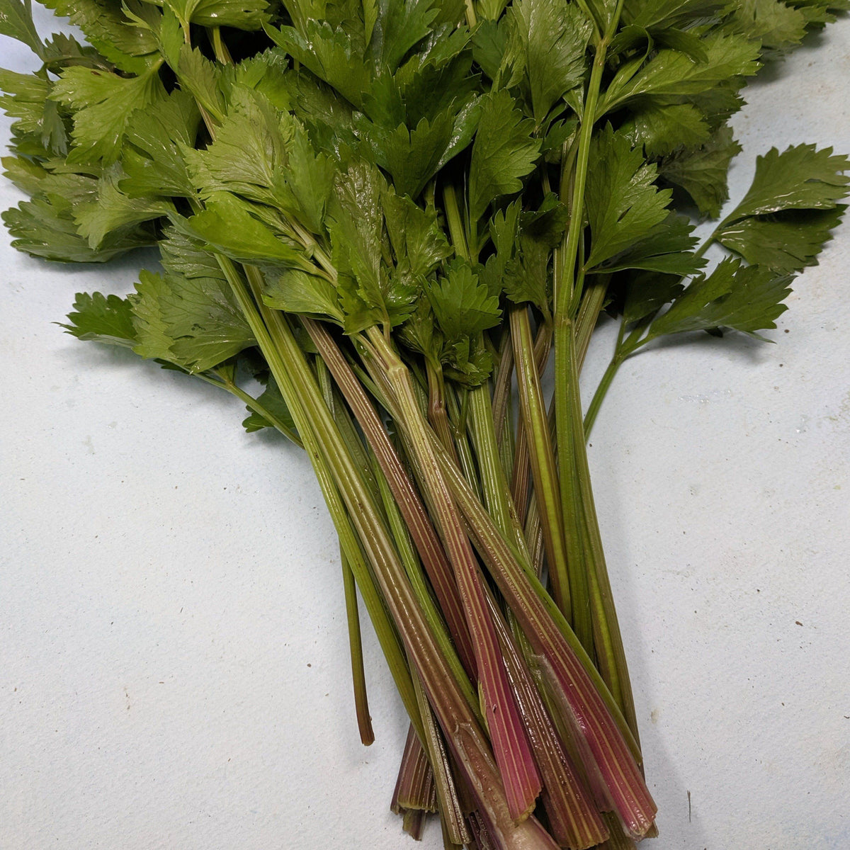 Fresh Redventure celery vegetable from Hudson Valley Seed Co., vibrant green stalks with leafy tops.