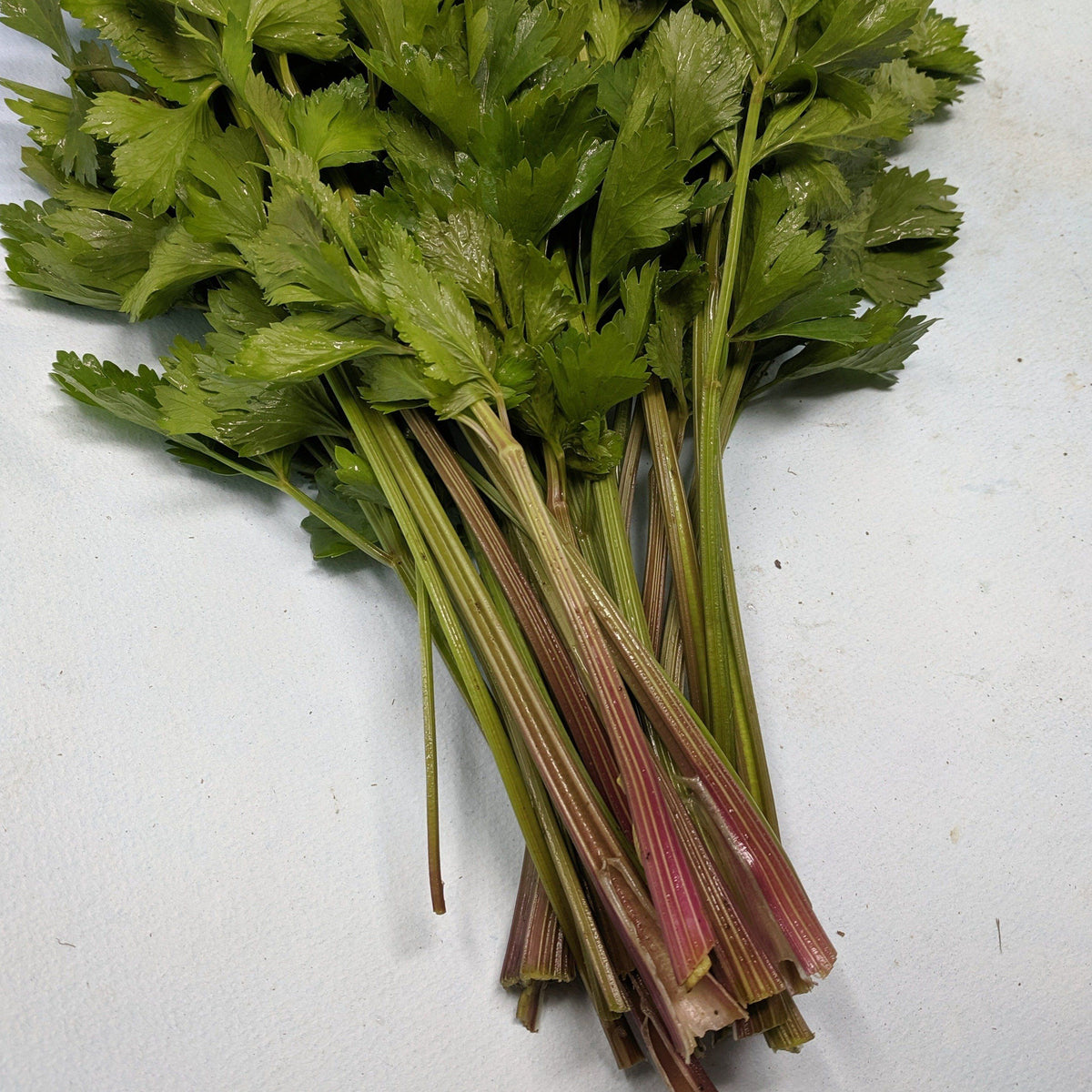 Fresh Redventure celery vegetable from Hudson Valley Seed Co, featuring crisp, vibrant stalks on a vendor display.