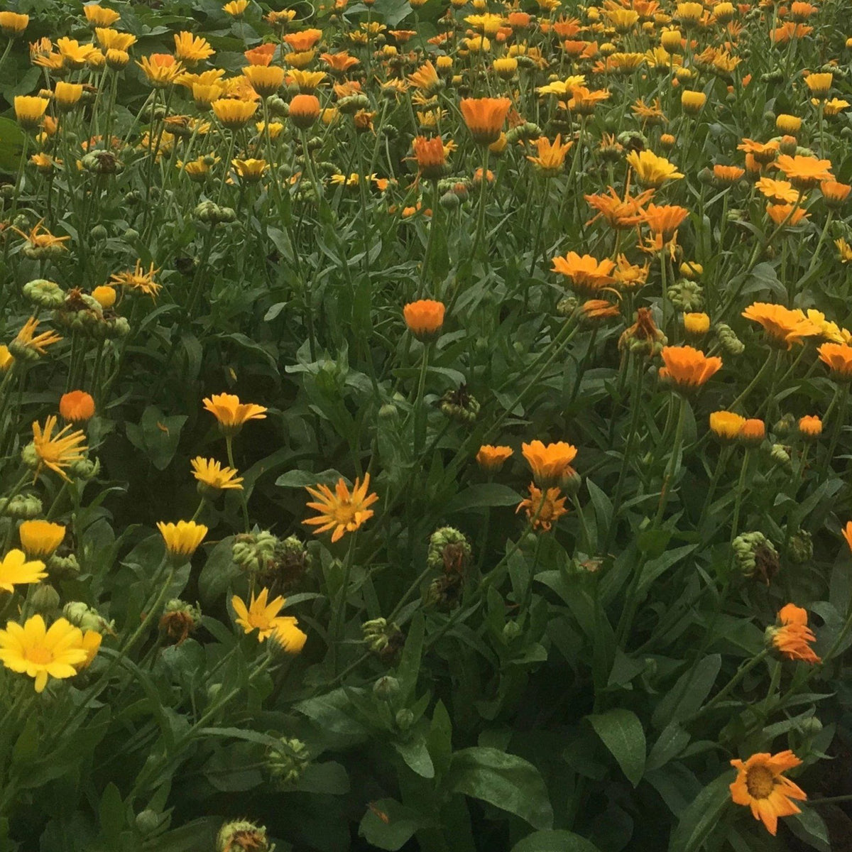 Fresh calendula flowers, bright orange petals, from Hudson Valley Seed Co., arranged in a natural display.