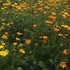 Fresh calendula flowers, bright orange petals, from Hudson Valley Seed Co., arranged in a natural display.