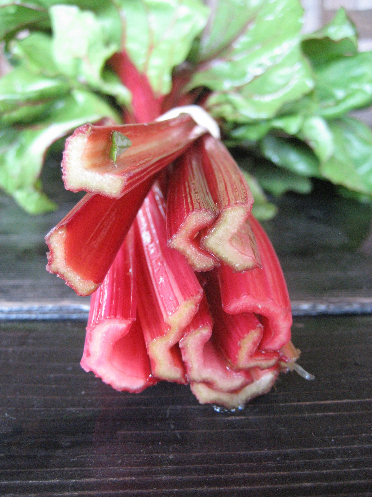 Fresh Rhubarb Chard vegetable from Hudson Valley Seed Co., showing vibrant green leaves and bright red stems.