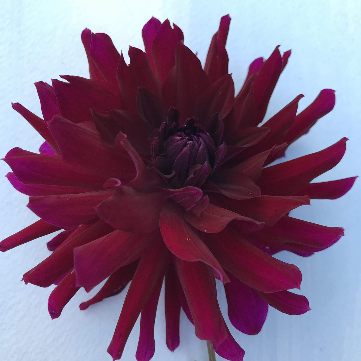 Ripples Dahlia Tuber from Hudson Valley Seed Co., showing a close-up of the tuber with textured, rippled surface and earthy appearance.