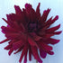 Ripples Dahlia Tuber from Hudson Valley Seed Co., showing a close-up of the tuber with textured, rippled surface and earthy appearance.