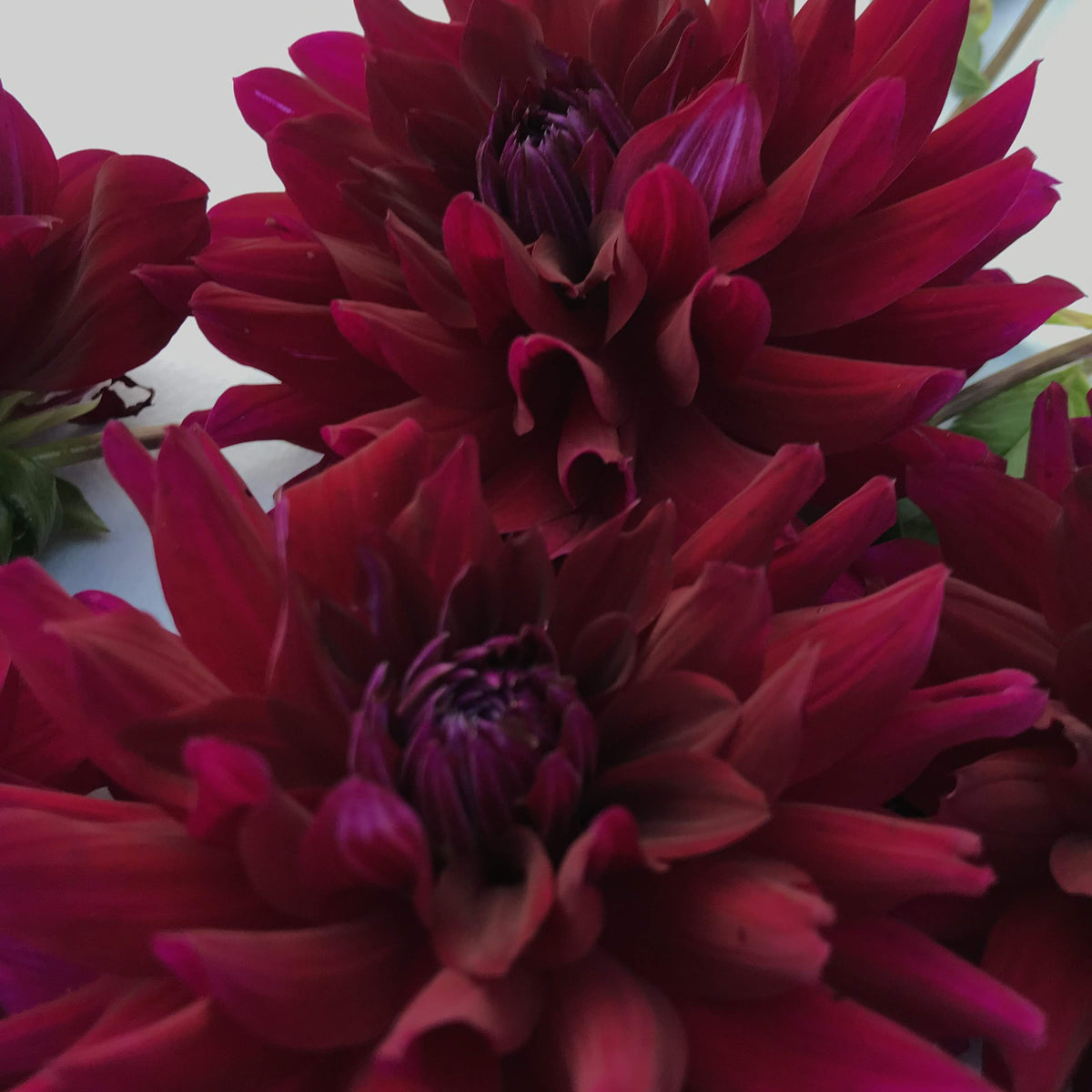 Ripples Dahlia tuber from Hudson Valley Seed Co., showing a close-up of the bulb with textured, rippled skin and earthy tones.
