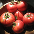 Vivid Rose de Berne tomato from Hudson Valley Seed Co displayed at a vendor stall, showcasing its unique shape and vibrant color.
