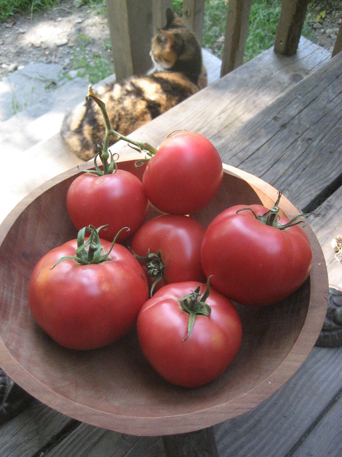 Fresh Rose de Berne Tomato from Hudson Valley Seed Co., showcasing its vibrant, round shape and rich red color.