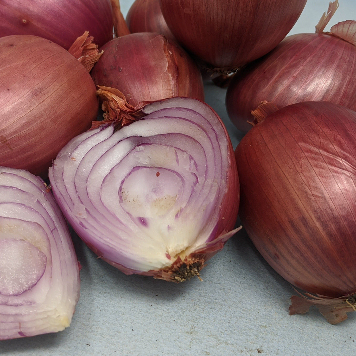 Rossa di Milano onion from Hudson Valley Seed Co., showcasing a vibrant red onion with papery skin and fresh, rounded shape.