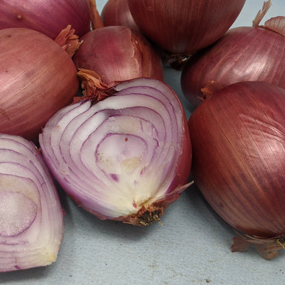 Rossa di Milano onion from Hudson Valley Seed Co., showcasing a vibrant red onion with papery skin and fresh, rounded shape.