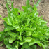 Fresh Royal Oakleaf Lettuce from Hudson Valley Seed Co., vibrant green leaves with a ruffled texture, ready for harvest.