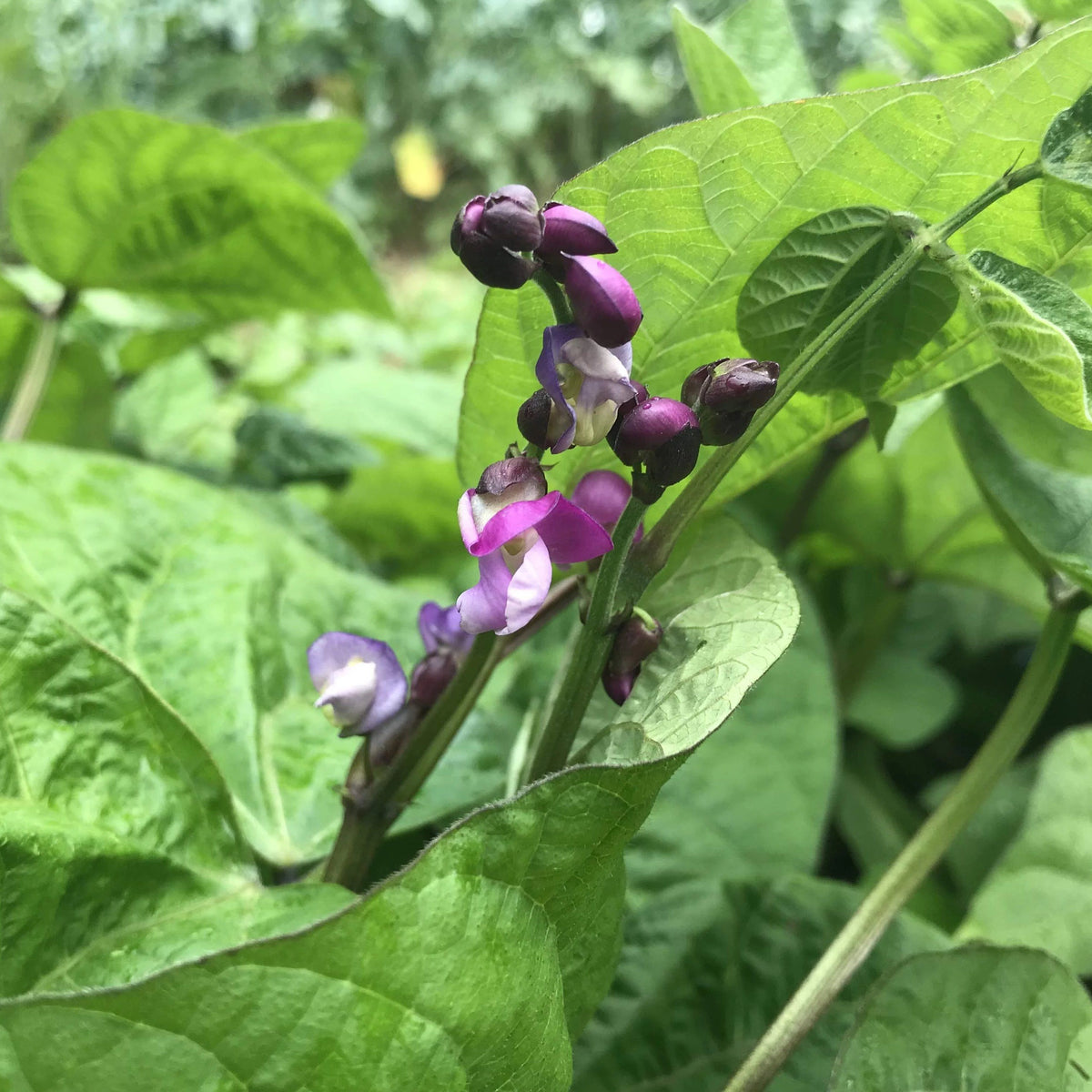 Royalty Purple Pod Bush Bean from Hudson Valley Seed Co., vibrant purple vegetable with green stems and pods, fresh and healthy.