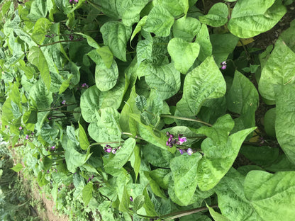 Royalty Purple Pod Bush Bean from Hudson Valley Seed Co., showing vibrant purple bean pods on a bush plant.