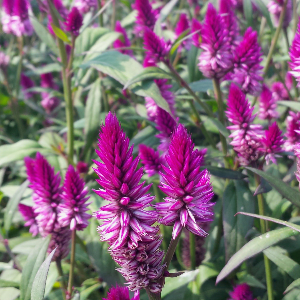 Bright red Ruby Parfait Celosia flowers with vibrant, feathery blooms, grown by Hudson Valley Seed Co.