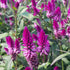 Bright red Ruby Parfait Celosia flowers with vibrant, feathery blooms, grown by Hudson Valley Seed Co.