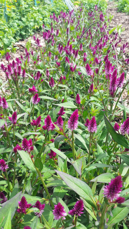 Bright ruby-red Celosia flower from Hudson Valley Seed Co., showcasing vibrant, feathery blooms on a tall stem.