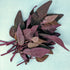 Fresh Ruby Red Orach vegetable from Hudson Valley Seed Co., showcasing vibrant red leaves on a lush green plant.