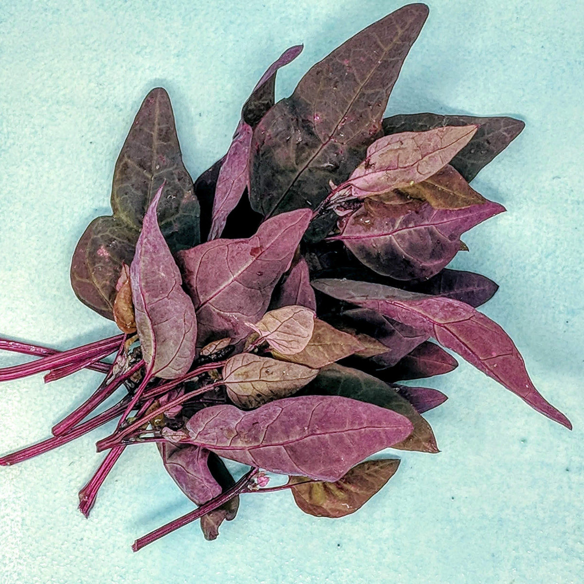 Fresh Ruby Red Orach vegetable from Hudson Valley Seed Co., vibrant red leaves and green stems on display.