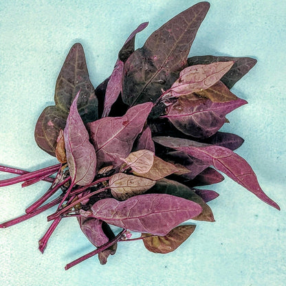 Fresh Ruby Red Orach vegetable from Hudson Valley Seed Co., vibrant red leaves and green stems on display.