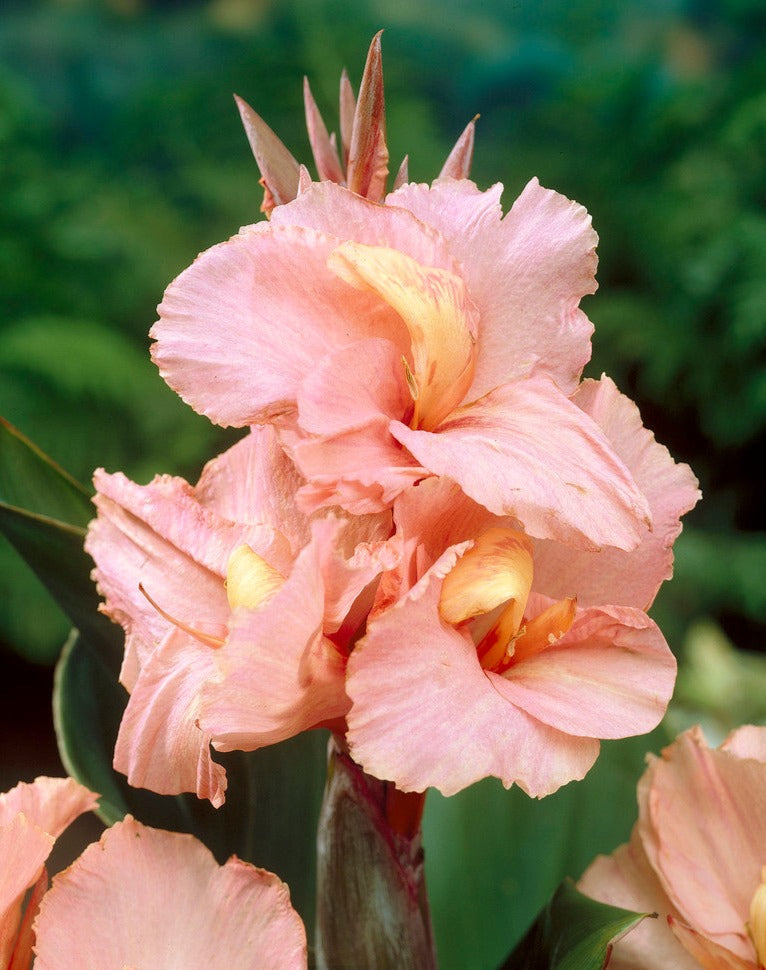 Salmon Beauty Canna flowers with vibrant orange and yellow petals, showcasing lush green foliage in a natural garden setting.