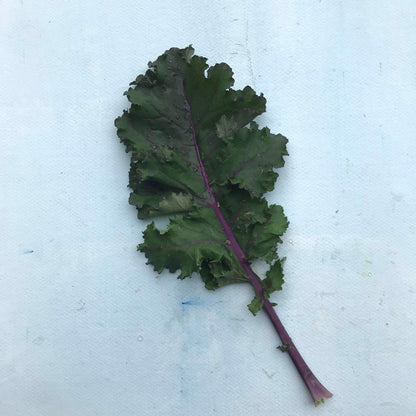Fresh Scarlet Kale vegetable from Hudson Valley Seed Co., showcasing vibrant red and green leaves on a natural background.