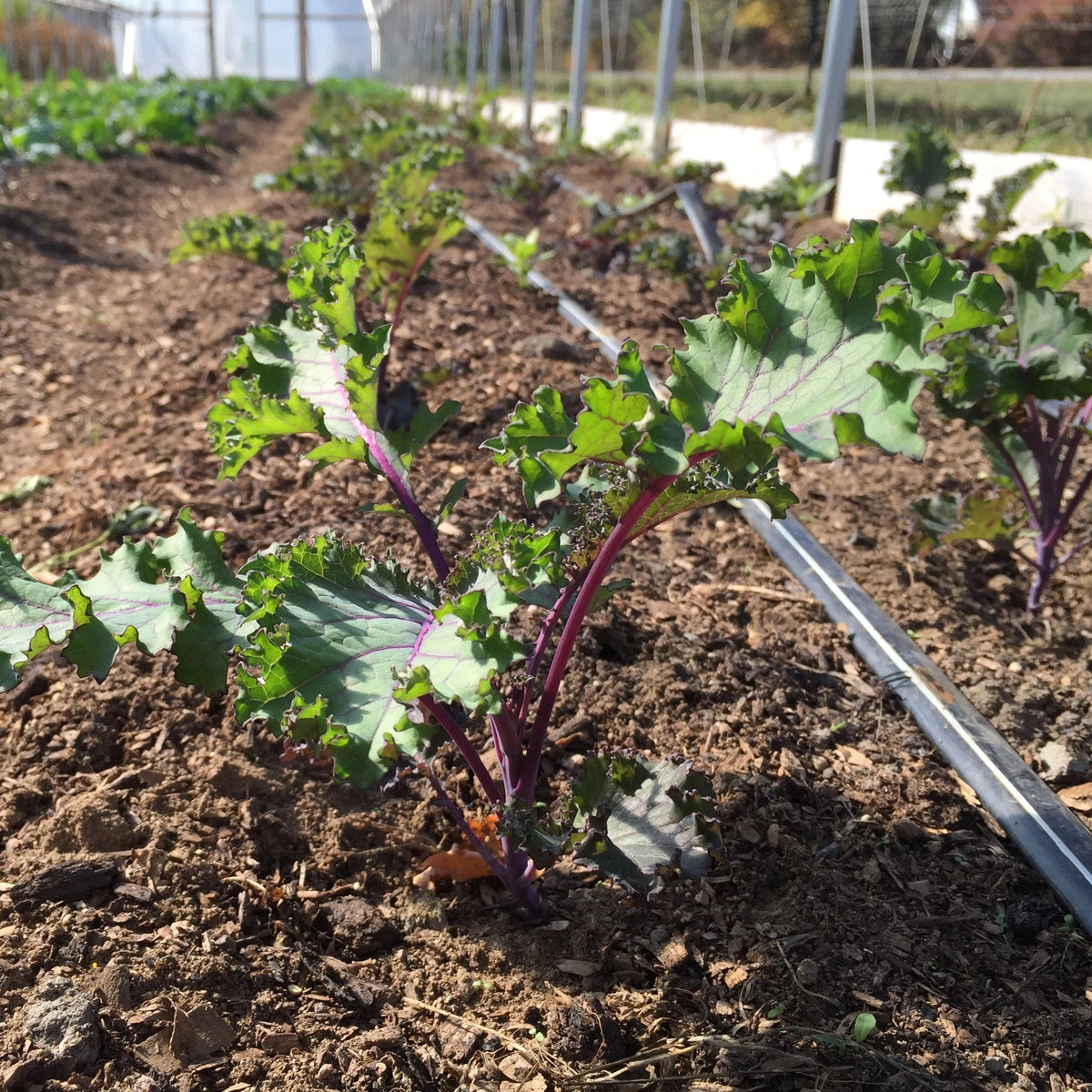Fresh Scarlet Kale vegetable from Hudson Valley Seed Co., vibrant red and green leafy greens perfect for salads and cooking.