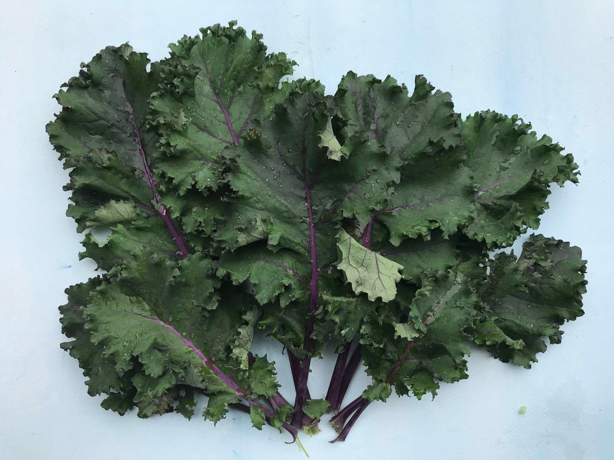 Fresh scarlet kale vegetable from Hudson Valley Seed Co., vibrant red and green leafy greens, perfect for salads and cooking.