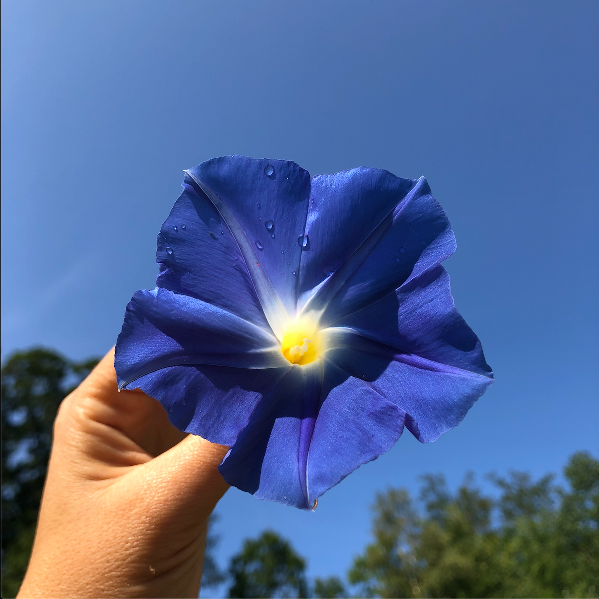 Close-up of Heavenly Blue Morning Glory flowers showing vibrant blue petals and green foliage, by Hudson Valley Seed Co.