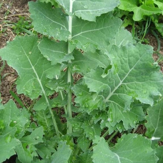 Fresh Siberian Kale vegetable from Hudson Valley Seed Co. shown in a vendor display, vibrant green leaves and sturdy stems.