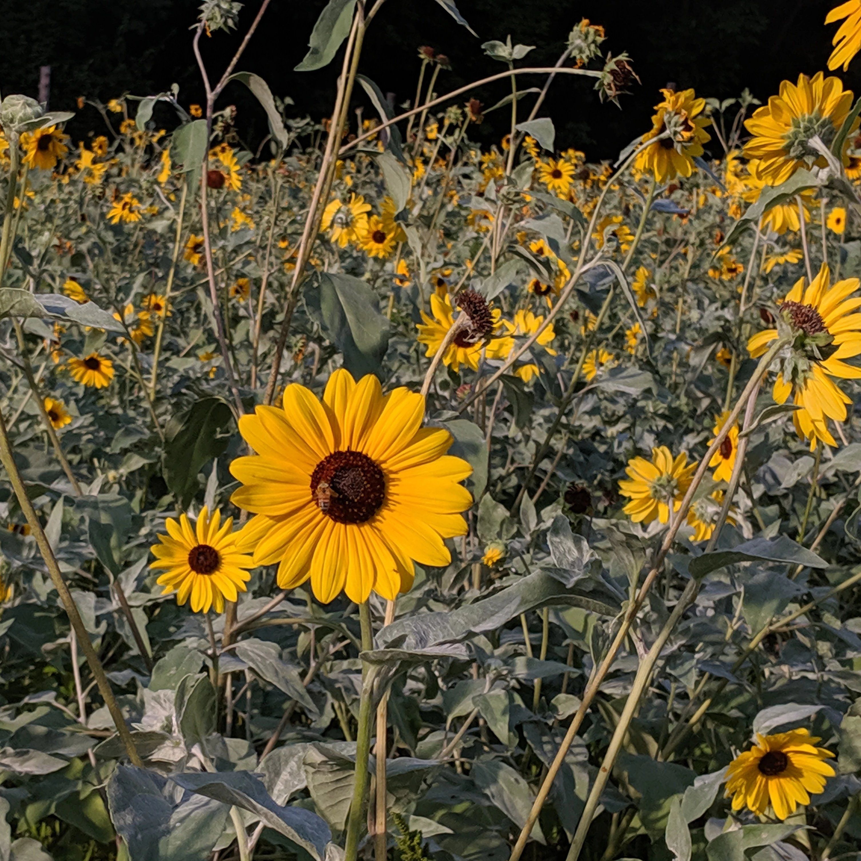 Silverleaf sunflower flower from Hudson Valley Seed Co., featuring vibrant yellow petals and green foliage.