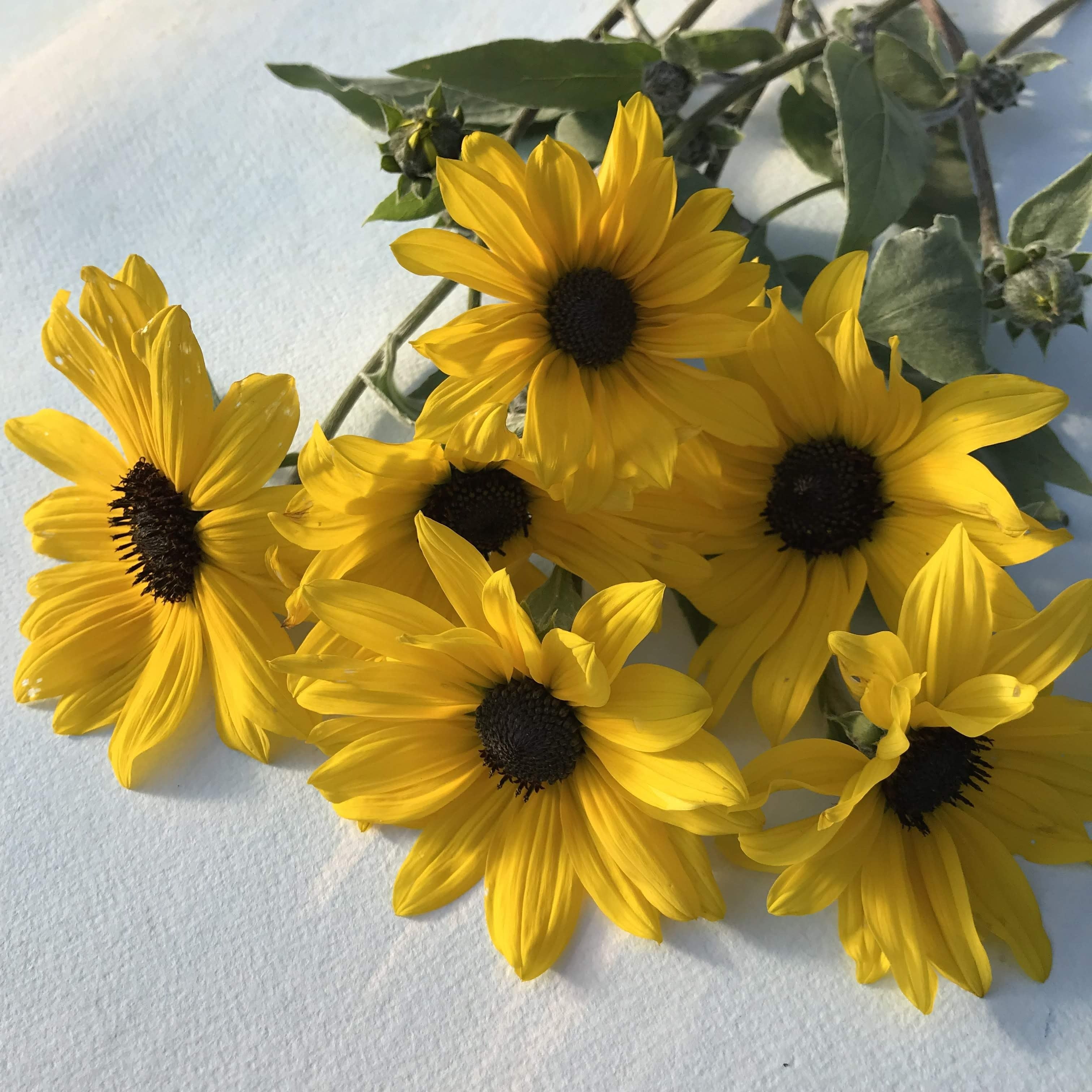 Silverleaf sunflower flower from Hudson Valley Seed Co., showcasing vibrant yellow petals and green leaves.