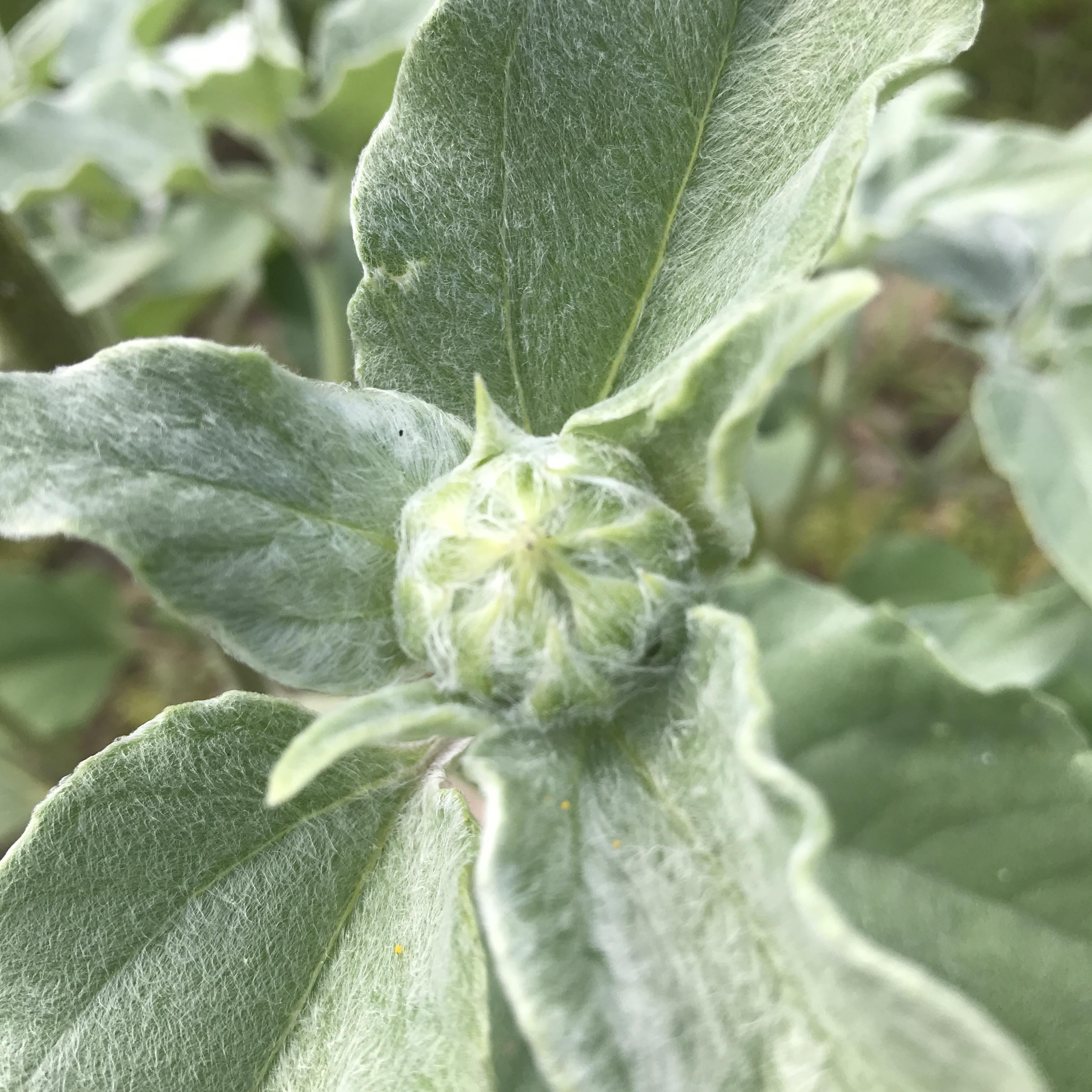 Silverleaf sunflower flower from Hudson Valley Seed Co., showcasing vibrant yellow petals and green foliage.