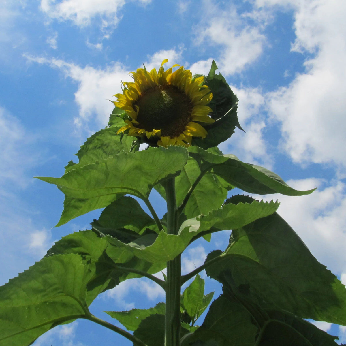 Bright yellow Skyscraper Sunflower from Hudson Valley Seed Co. tall, vibrant flowering plant with large blooms.