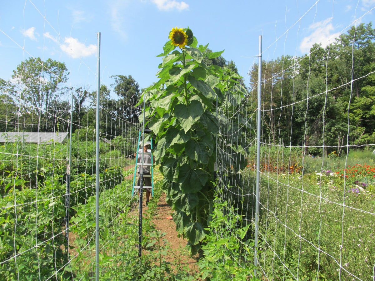 Bright yellow Skyscraper Sunflower flower from Hudson Valley Seed Co. with tall, vibrant petals and green leaves.